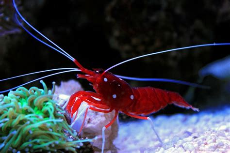 Blood Red Fire Shrimp Care, Information, & Pictures - Build Your Aquarium