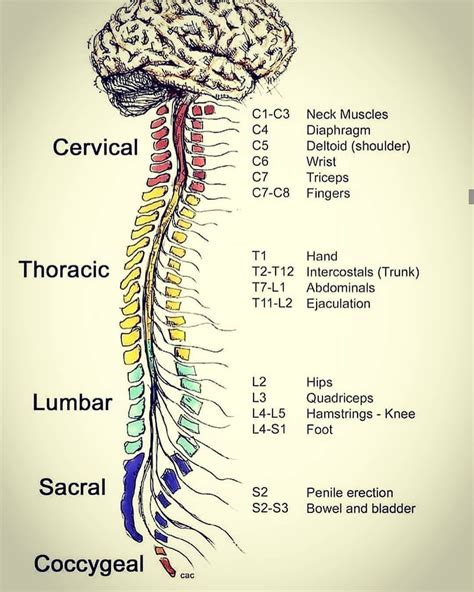 Latest Medical News on Instagram: "Spinal nerves . . . . . . . #med #doctor #learn # ...