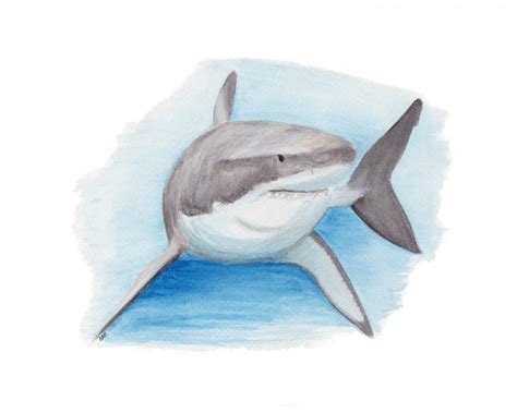 Great White Shark Watercolor at GetDrawings | Free download