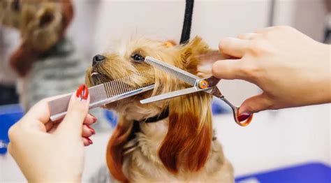 13 Best Dog Grooming Tools