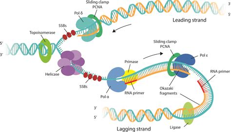 Ouf! 48+ Listes de Ligase Dna Model? The dna ligase catalyzes the formation of covalent ...