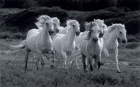 Download Seven Running Horse Wallpaper - White Seven Horses Running On Itl.cat