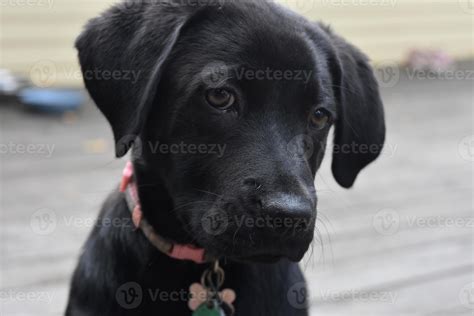 Precious Face of a Black Lab Puppy Dog 9546953 Stock Photo at Vecteezy