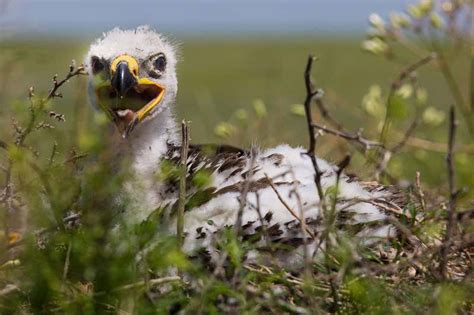 Wildlife is thriving around Chernobyl since the people left | New Scientist