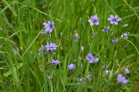 Purple Flowers In Grass - G4rden Plant