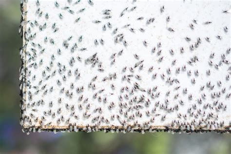 Why Flying Ants Show Up Every Fall | Griffin Pest Solutions