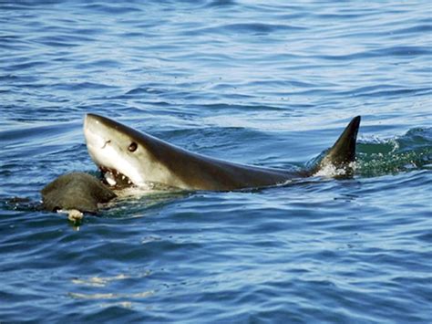 California's great white sharks now protected by law