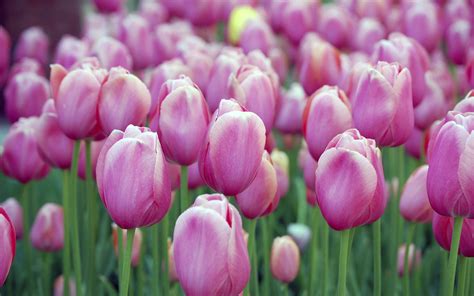 Free Wallpaper Of Flowers: Beautiful Pink Tulips Of Holland | Free Wallpaper World