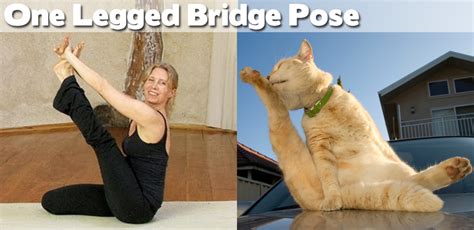 Animals Demonstrating Funny Yoga Poses (27 pics) ~ Cute Animals 4 You