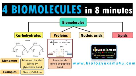 4 Biological Molecules: Structure and Their Function || A quick guide to Understanding ...