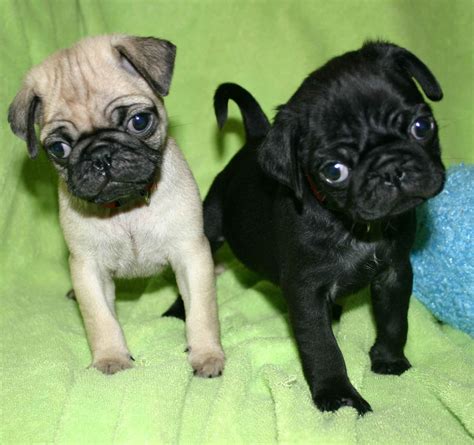 Pug Puppies Photograph | Pug_puppies.jpg