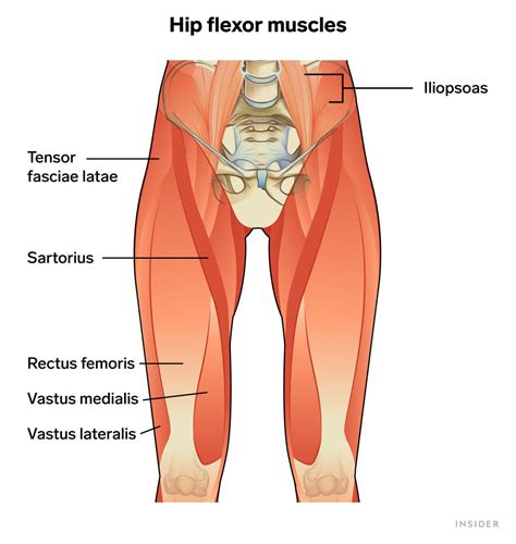 Hip Flexor Muscles