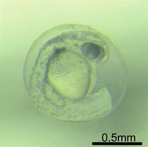 Zebrafish embryo showing normal development 48 hours after EOF... | Download Scientific Diagram