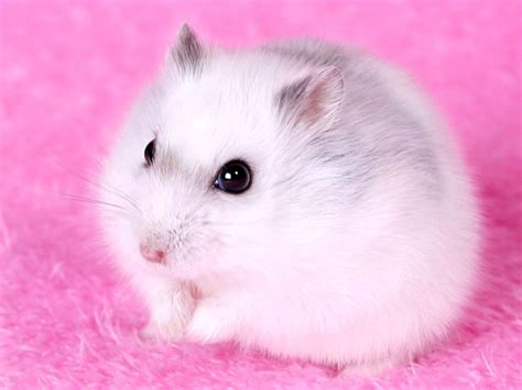 Hamster Wallpapers - Top Free Hamster Backgrounds - WallpaperAccess