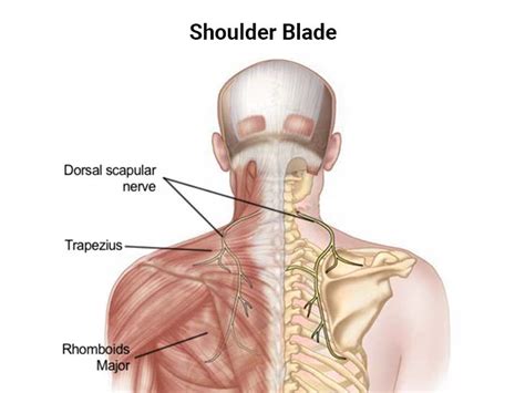 Shoulder Blade Pain: Your Guide to Pain Relief - NJ's Top Orthopedic Spine & Pain Management Center