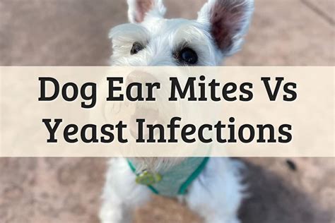 Yeast Infection In Dog Ears | ubicaciondepersonas.cdmx.gob.mx