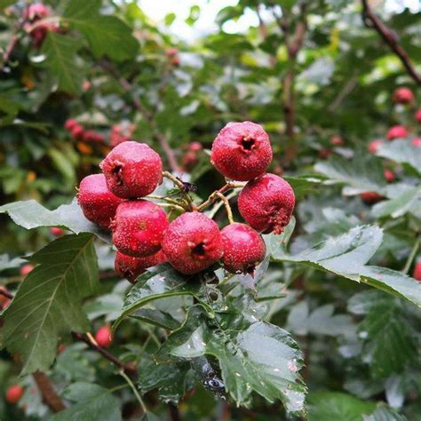 Organic Fruit 50 Hawthorn Seeds Maybush Haw May tree