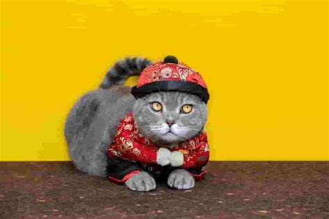 How to Make a Fat Cat Costume? - Costumes & Accessories Ideas For Everyone