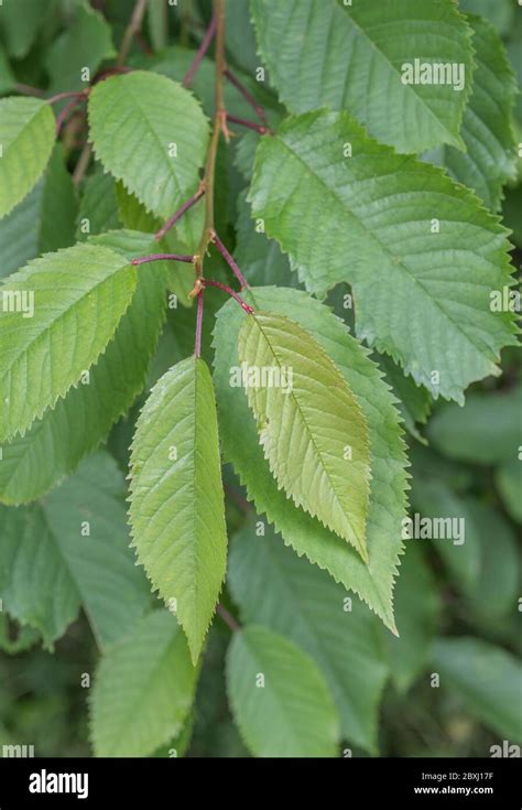 Serrated toothed leaves of a cherry tree hanging down. Precise species unknown, but good example ...