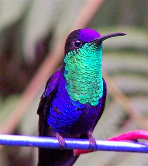 costa rica rainforest hummingbird