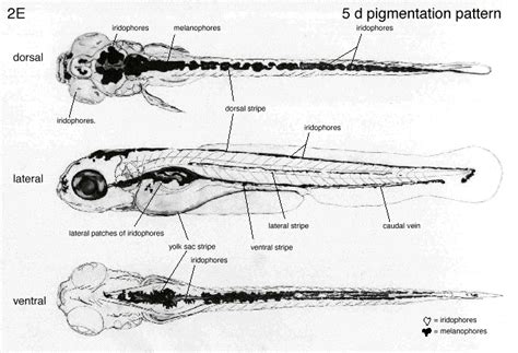 Zebrafish as a Developmental System