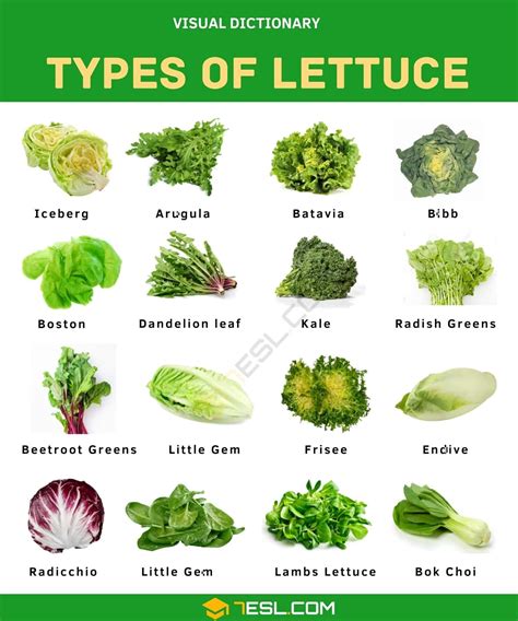 Types of Lettuce in English • 7ESL | Types of lettuce, Lettuce, Radish greens