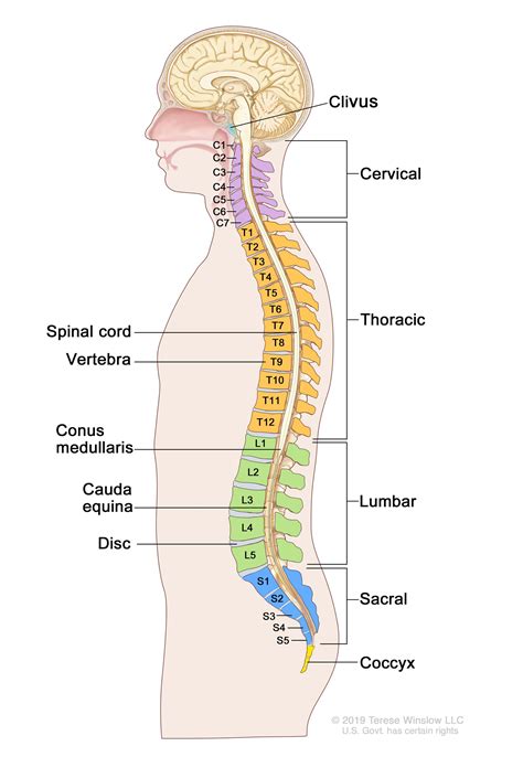 Anatomy Of Back Organs - Buy Internal Organs Of The Human Body Anatomical Chart Book Online At ...