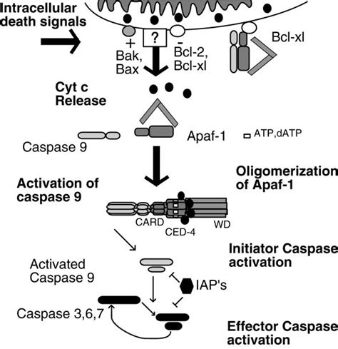 Caspase activation by mitochondria. | Download Scientific Diagram