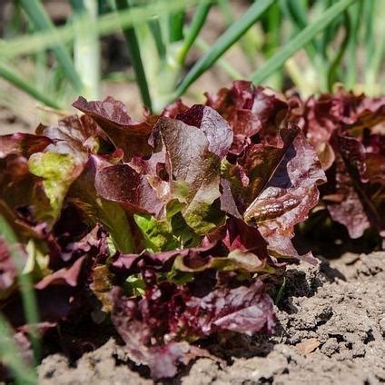 40+ Best Lettuce Companion Plants + What to Avoid