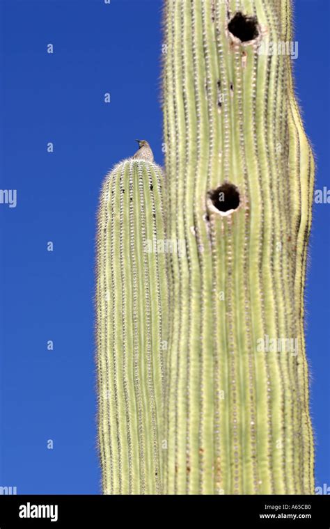 Bird nest holes in giant Saguaro Cactus, Arizona, USA Stock Photo - Alamy