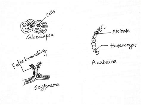 Anabaena Under Microscope Biology