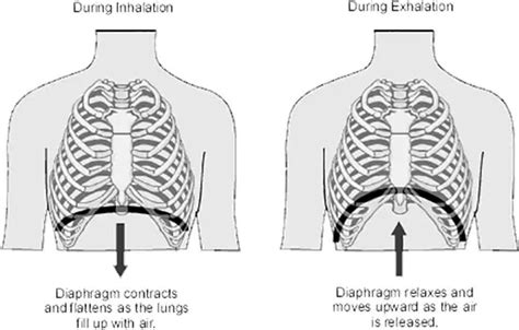 Diaphragm Breathing