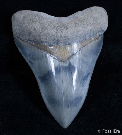 Megalodon Teeth For Sale - FossilEra.com