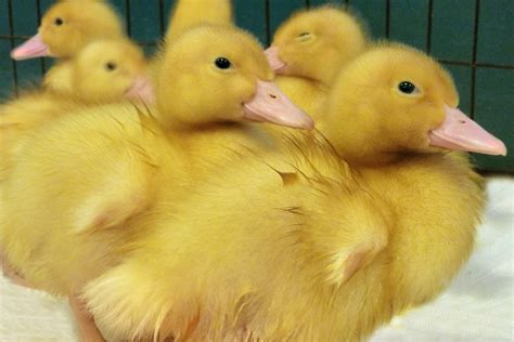 ducklings | 2 Week old ducklings | Melanie Hughes | Flickr