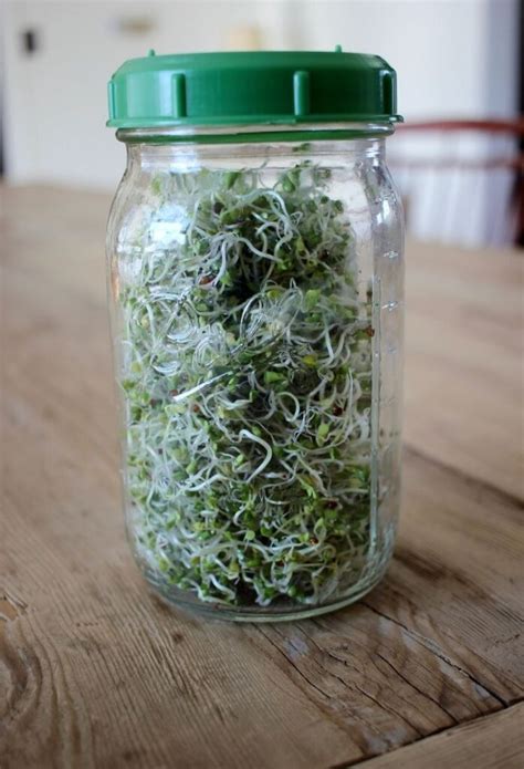 How to Grow Broccoli Sprouts in a Jar 11 - This House of Dreams