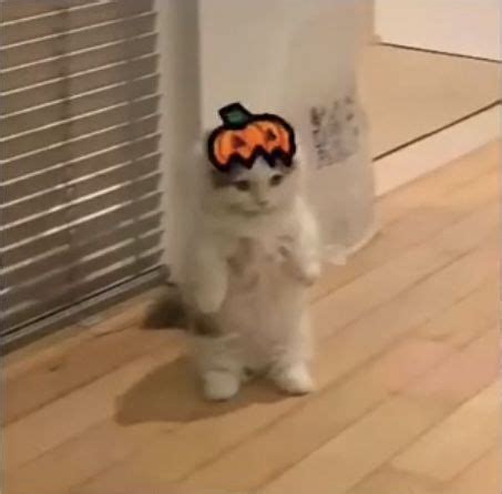 pumpkin hat cat pfp | Cute cat memes, Cute memes, Cat memes