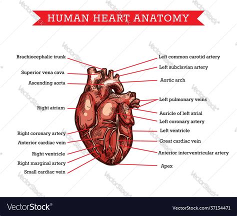 Anatomically Correct Human Heart Diagram