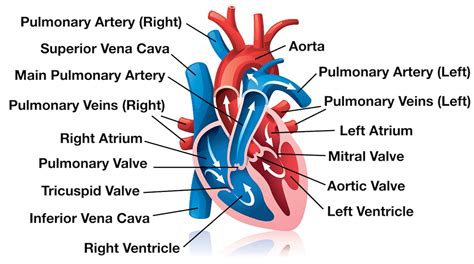 Heart Blood Flow | Simple Anatomy Diagram, Cardiac Circulation Pathway Steps — EZmed