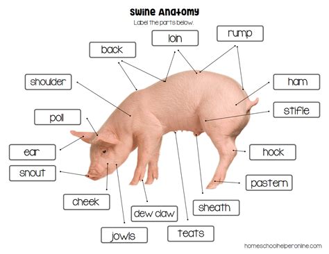 Swine or Pig Anatomy Worksheets for Elementary Students - Homeschool Helper Online