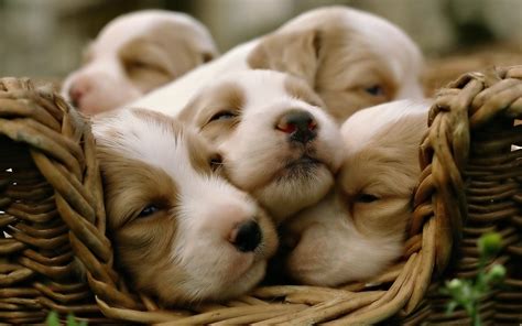 Cute Puppy Wallpapers Those Are Perfect To Make Your Mood Happy - Let Us Publish