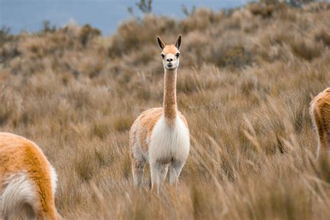 Patagonian Desert Animals