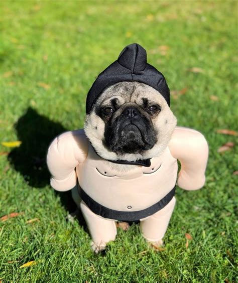 The 15 Best Pug Halloween Costumes of All Time | Baby pugs, Pugs funny, Cute baby pugs