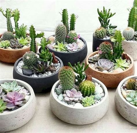 Indoor Succulent Dish Garden Ideas | Types Of Succulent Plant