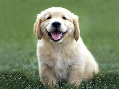 Cute Golden Retriever Puppies - Wallpaper, High Definition, High Quality, Widescreen