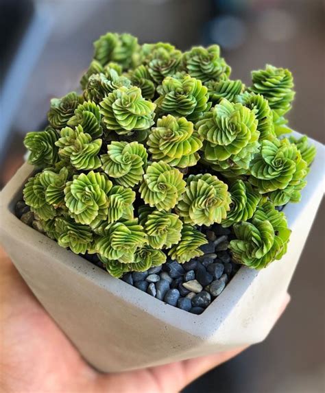 100+ Gorgeous Succulent Plants Ideas For Indoor And Outdoor Full Of Aesthetics - Page 3 of 20 ...