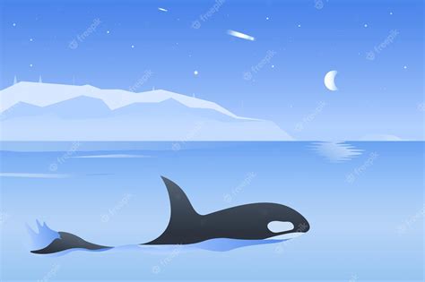 Premium Vector | Killer whale