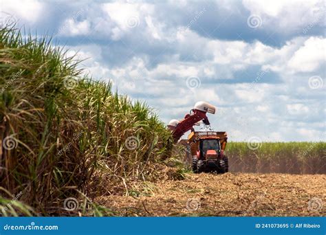 Sugar Cane Harvesting in Brazil Editorial Image - Image of machinery, cane: 241073695