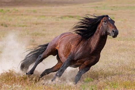 Wild Horses Running Wild and Free - Wild Mustangs Forever