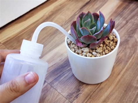 How to Take Care of Succulent Plants? - Succulentsucculents