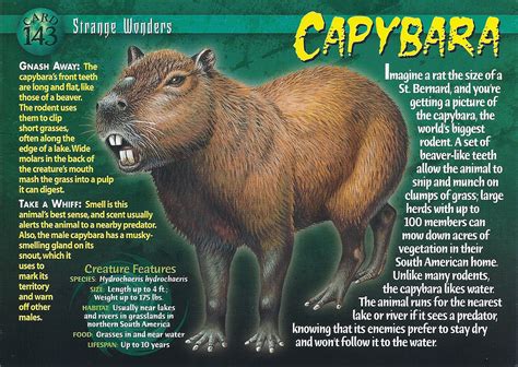 Capybara | Wierd N'wild Creatures Wiki | FANDOM powered by Wikia